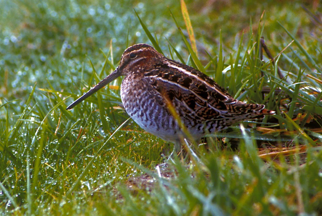 Snipe